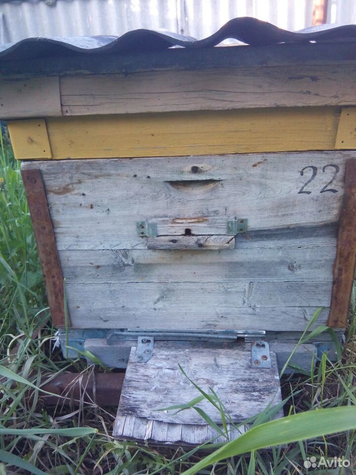Пчелосемьи с ульями купить на Зозу.ру - фотография № 4