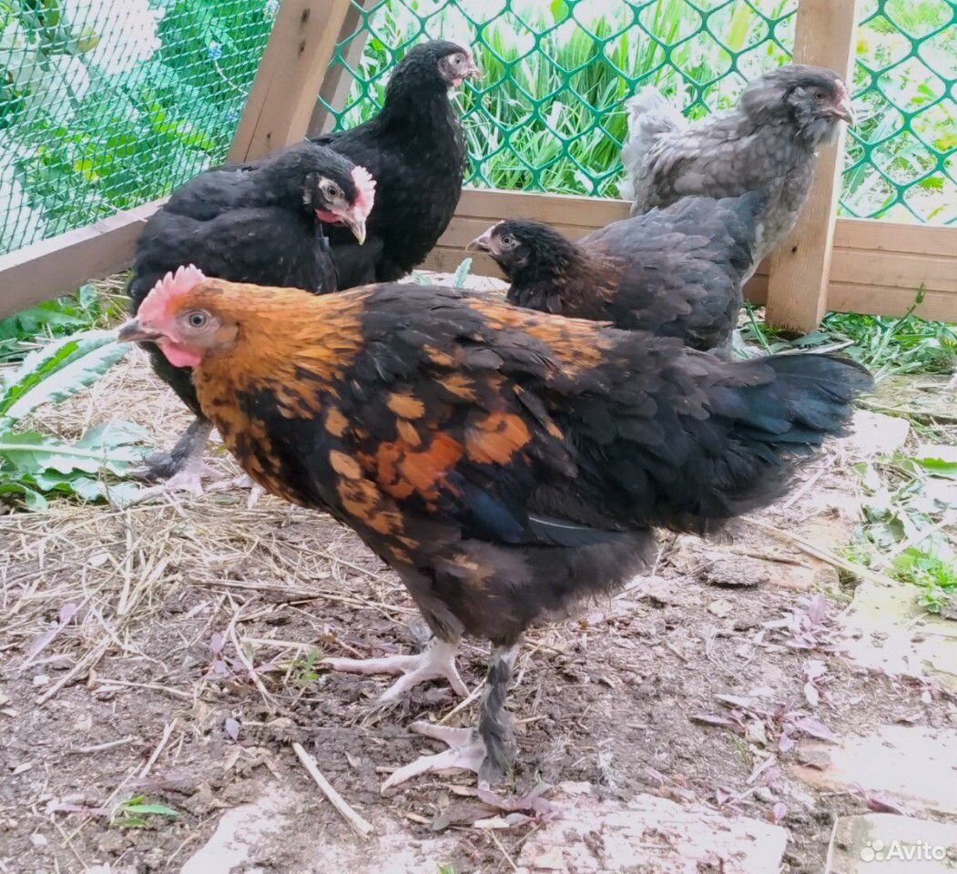 Цыплята маран черно медный фото