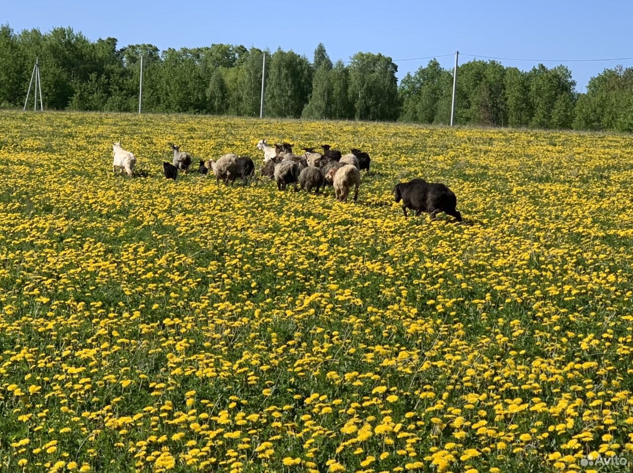 Овцы, ягнята, козлы купить на Зозу.ру - фотография № 9