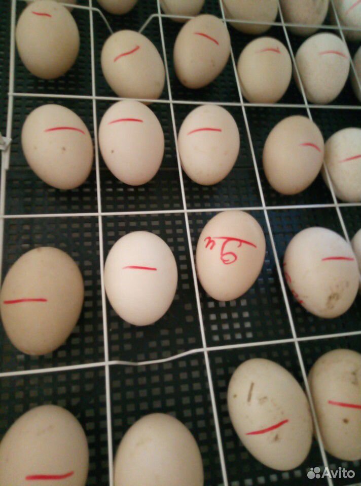 Продам опладотворенные яйца для инкубации купить на Зозу.ру - фотография № 5