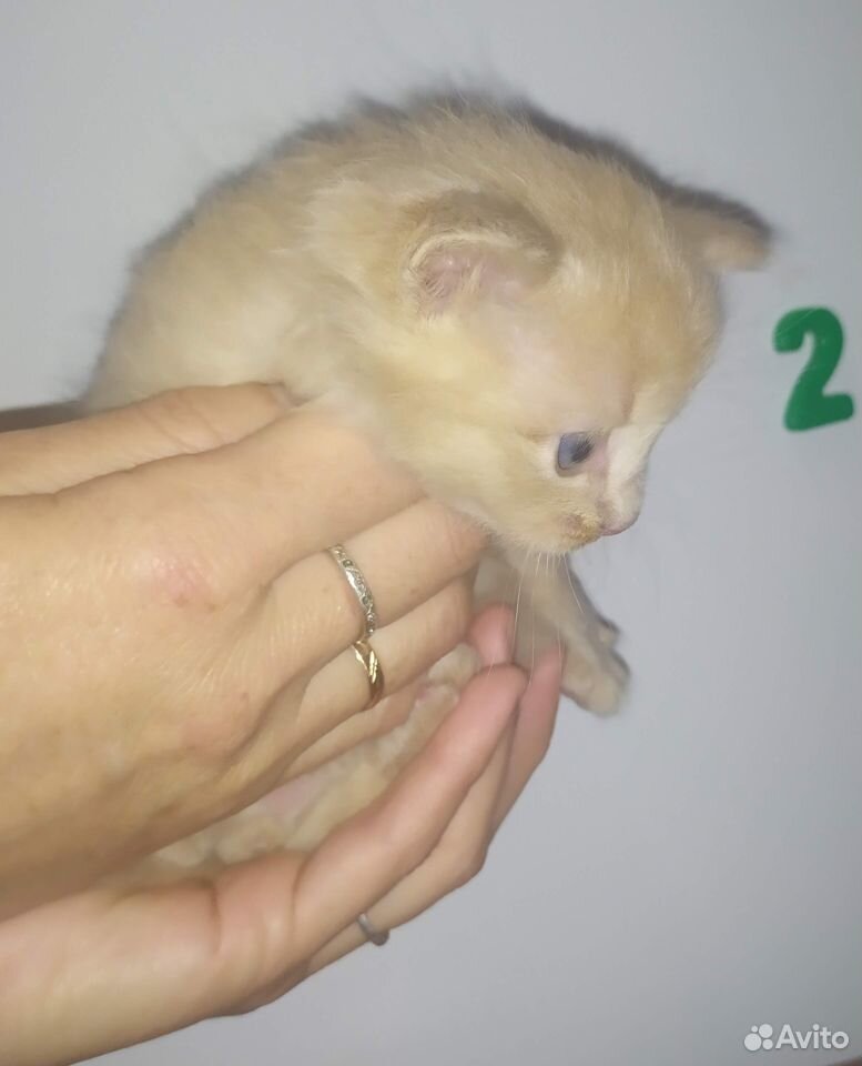 Дарим котяток купить на Зозу.ру - фотография № 9