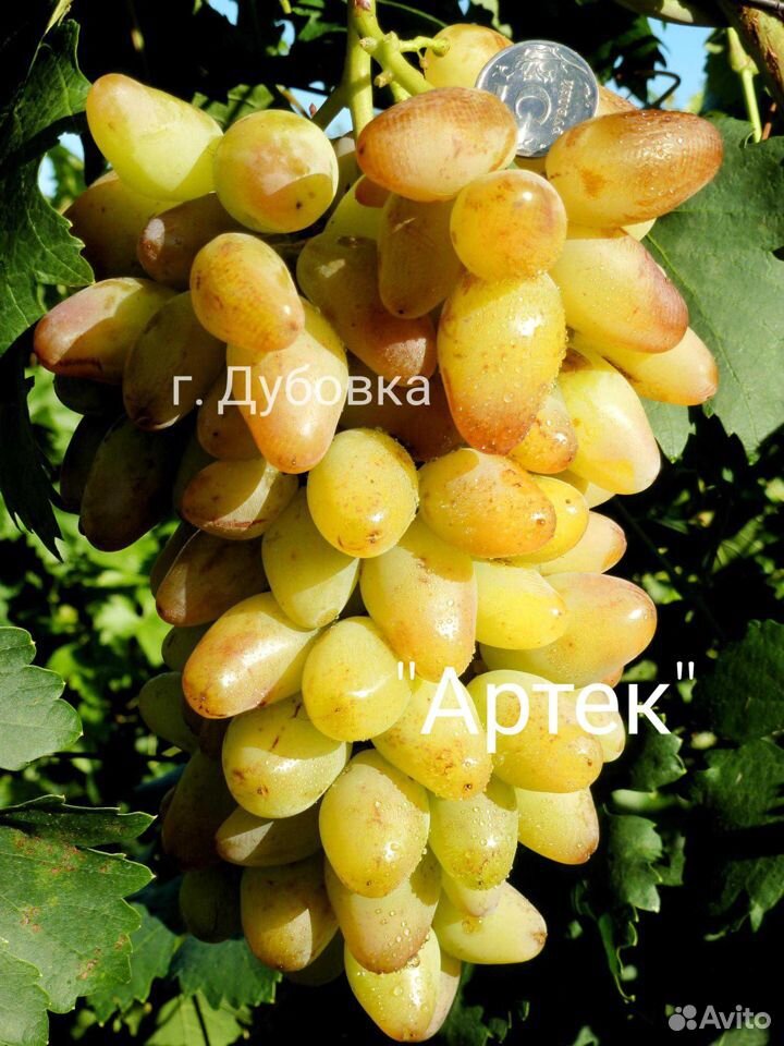 Саженцы винограда купить на Зозу.ру - фотография № 6