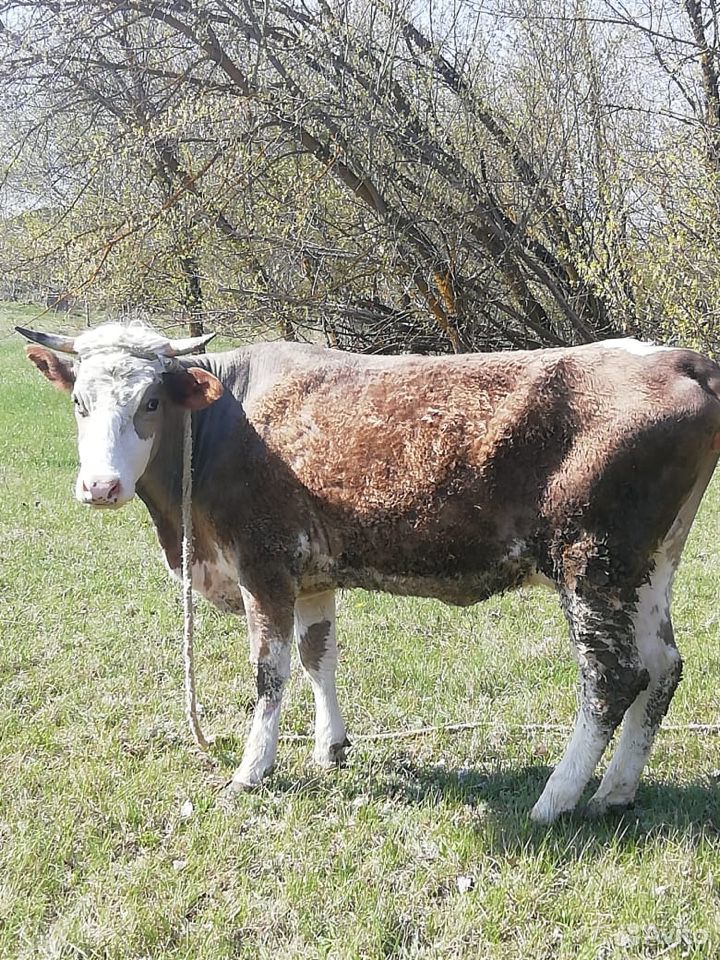 Корова бык купить на Зозу.ру - фотография № 1