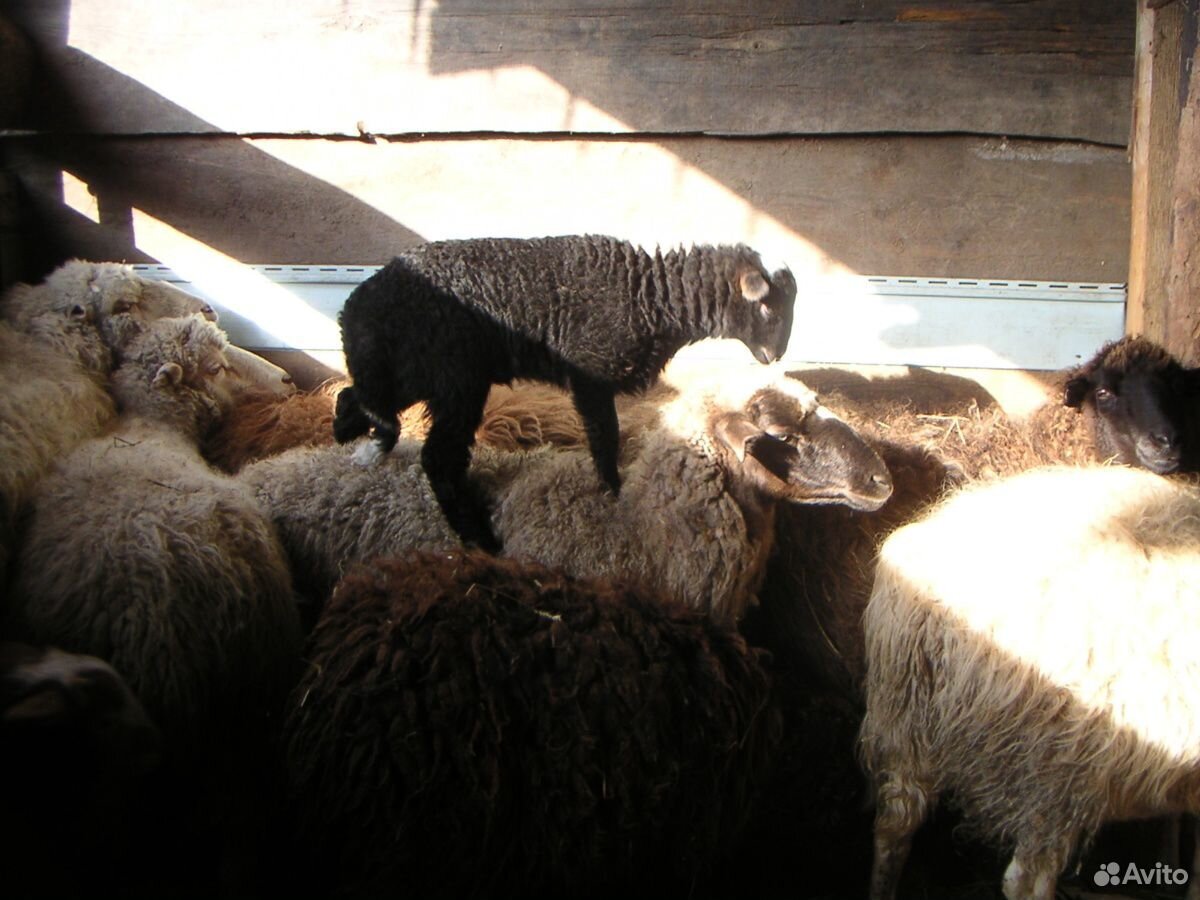Баран овцы купить на Зозу.ру - фотография № 1