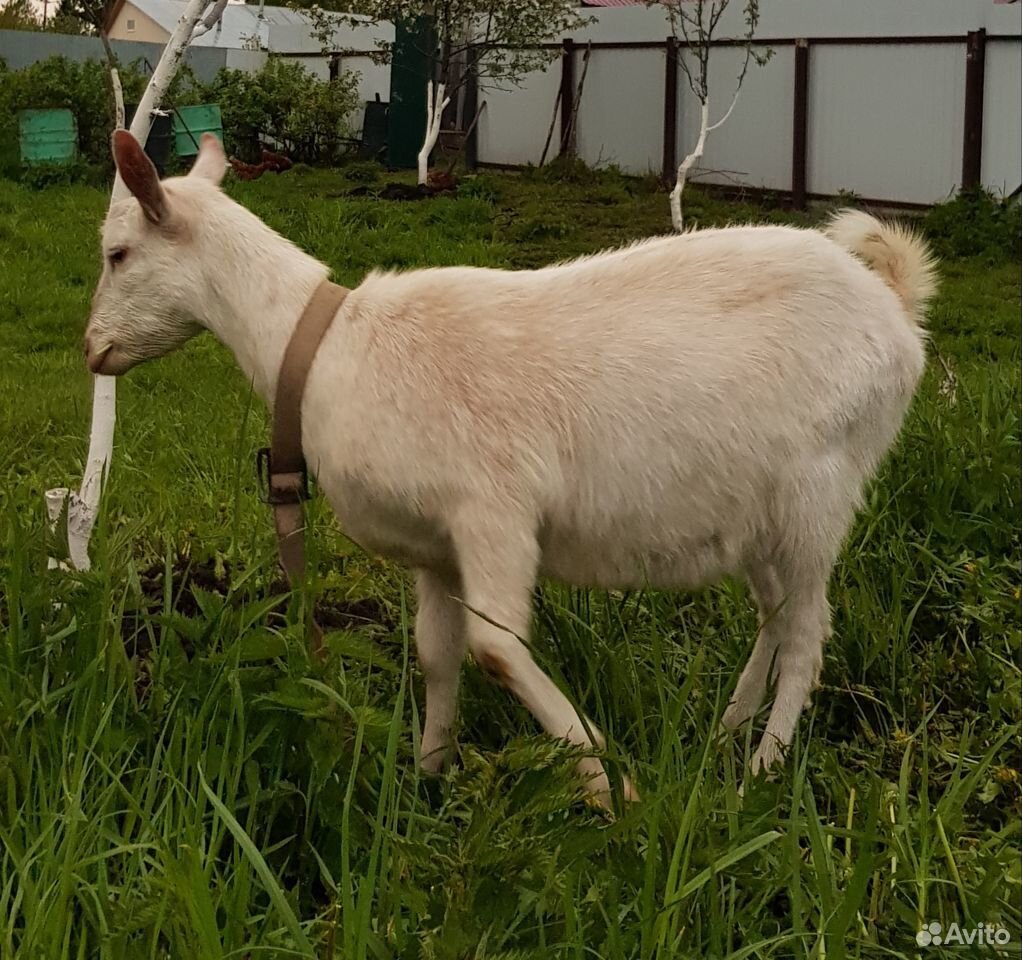 Зааненская коза купить на Зозу.ру - фотография № 3