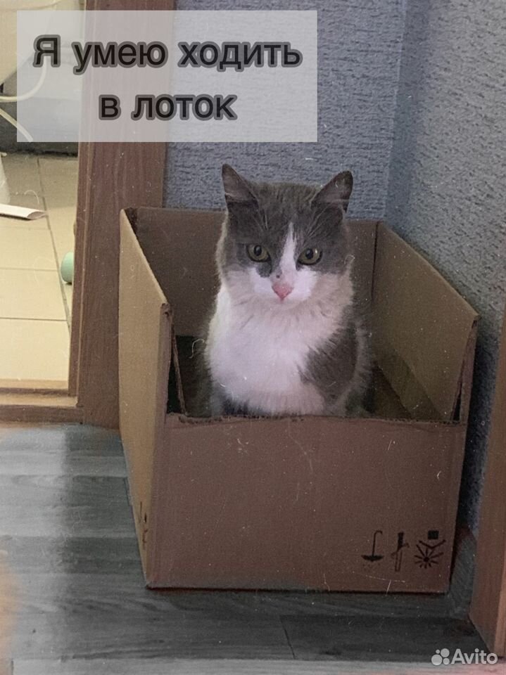 Молодой котик ищет дом купить на Зозу.ру - фотография № 4