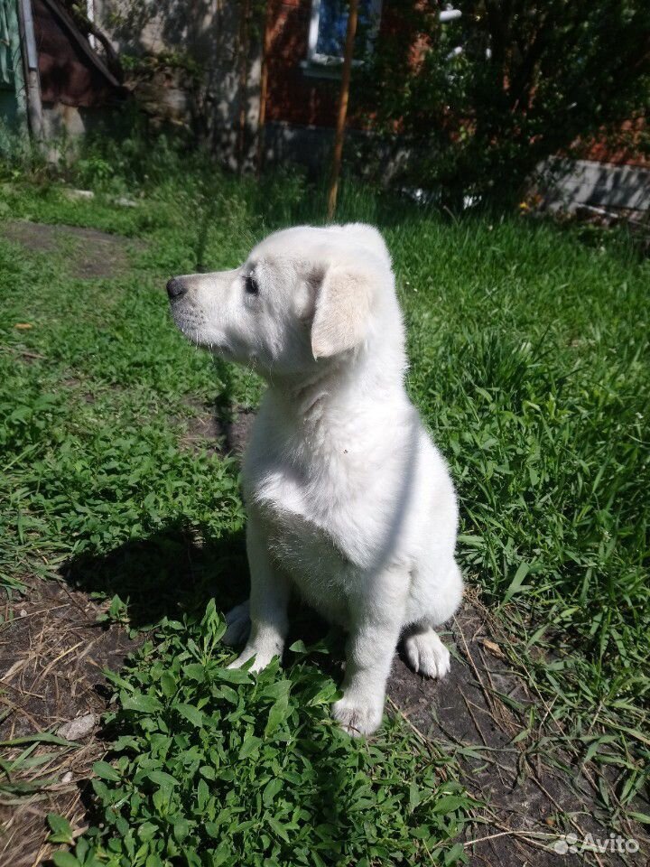 Белый щенок купить на Зозу.ру - фотография № 2