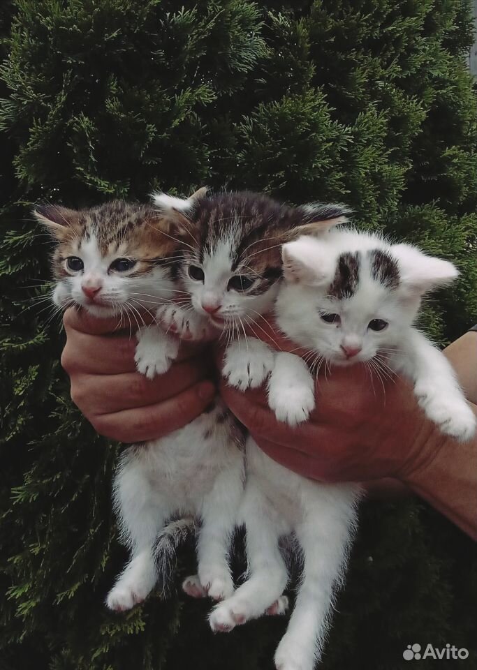 Котята в добрые руки купить на Зозу.ру - фотография № 1
