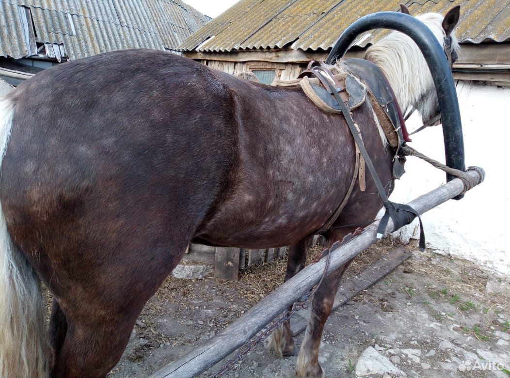 Лошадь обученная купить на Зозу.ру - фотография № 6