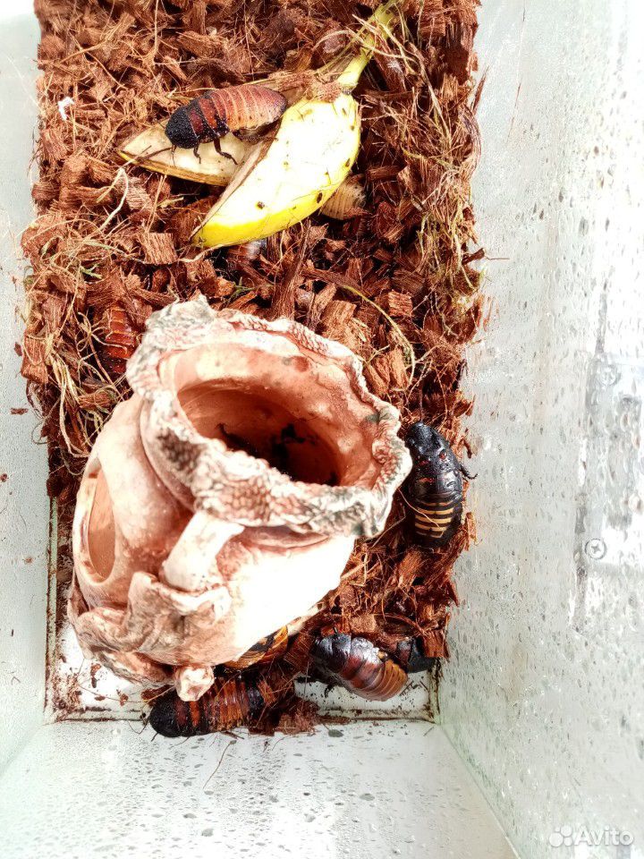 Мадагаскарский шипящий таракан купить на Зозу.ру - фотография № 4