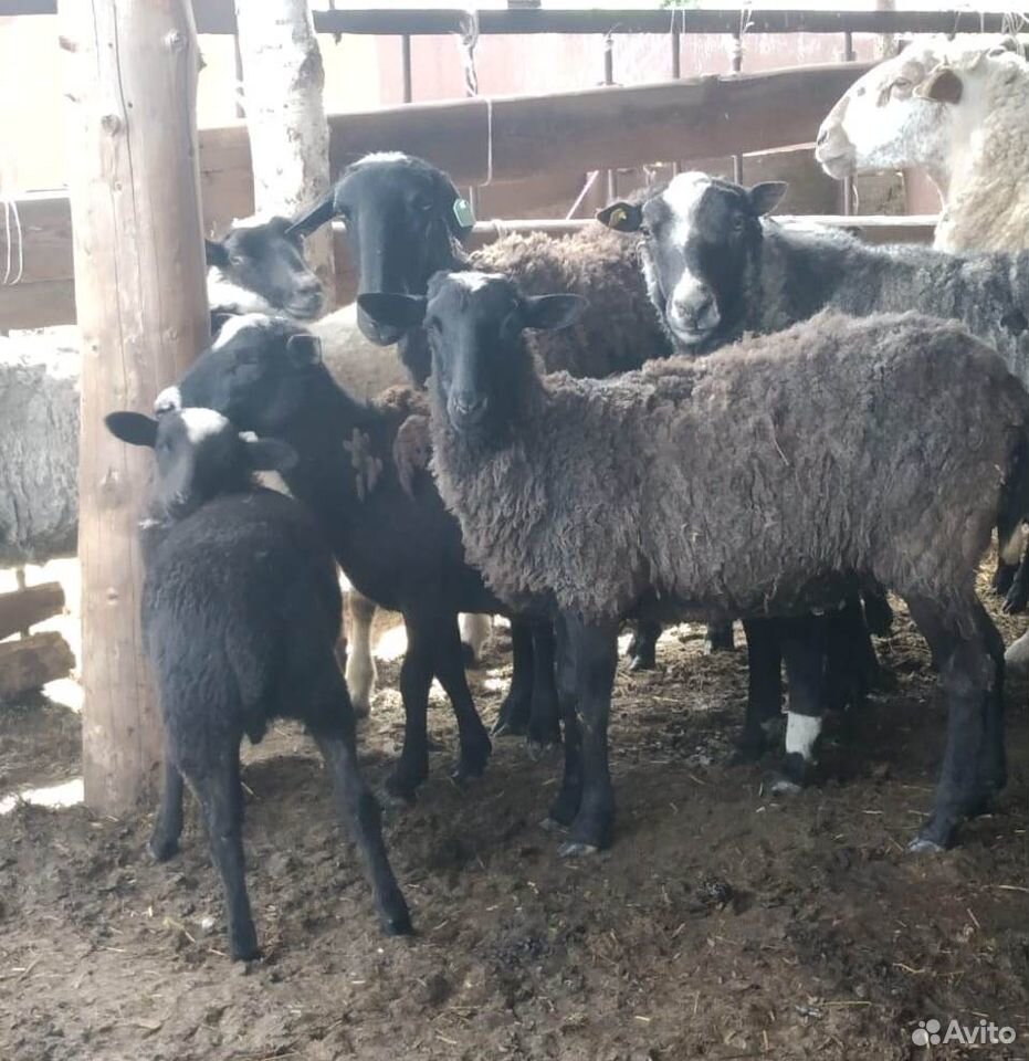 Овцы с ягнятами, баран на племя купить на Зозу.ру - фотография № 2
