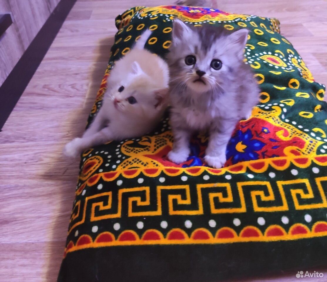Сибирские котята купить на Зозу.ру - фотография № 2
