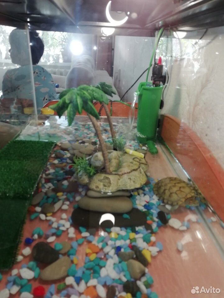 Черепахи купить на Зозу.ру - фотография № 4