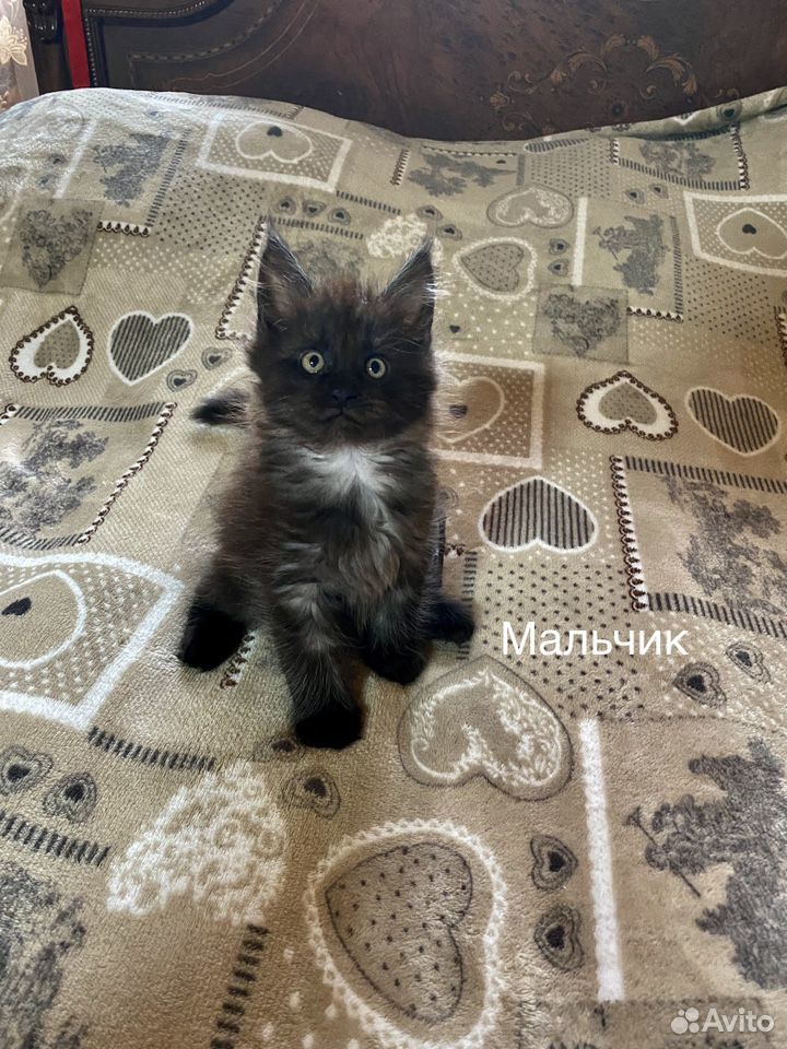 Котята Мейн кун купить на Зозу.ру - фотография № 2