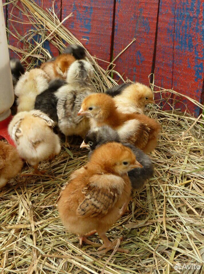Цыплята от домашних курочек элитных несушек купить на Зозу.ру - фотография № 1