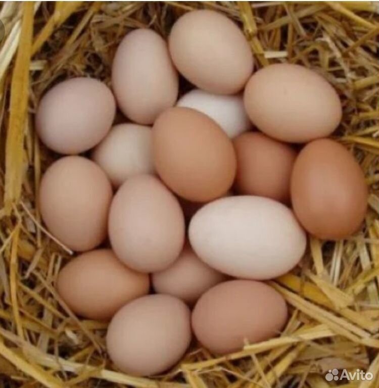 Куриное инкубационное яйцо купить на Зозу.ру - фотография № 1