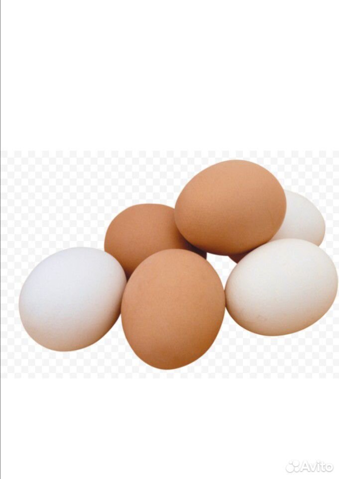 Инкубационное яйцо куриное купить на Зозу.ру - фотография № 1
