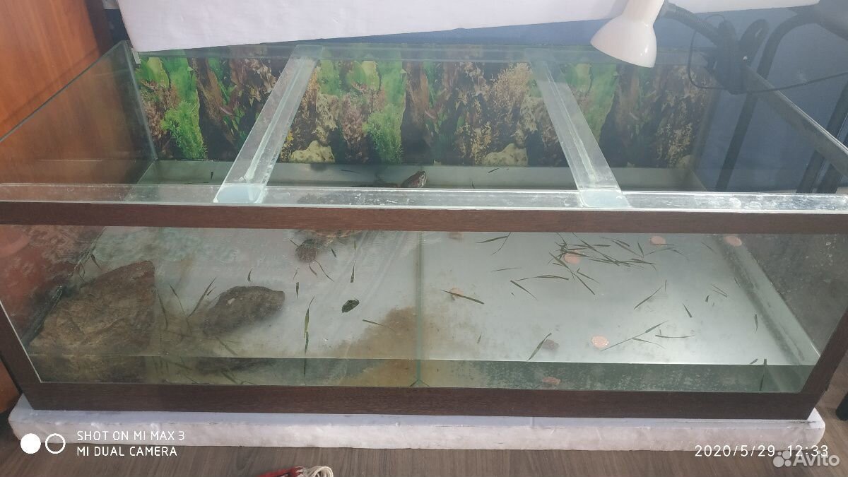 Черепаха с аквариумом на 180 л купить на Зозу.ру - фотография № 2