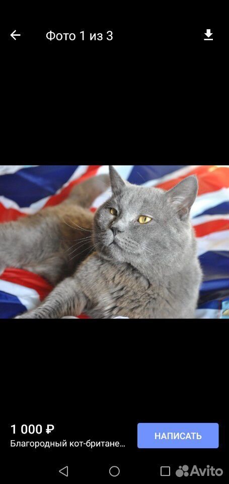 Британский котик купить на Зозу.ру - фотография № 6