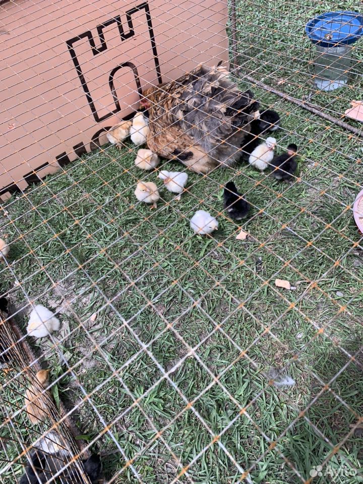 Курицы с цыплятами купить на Зозу.ру - фотография № 4