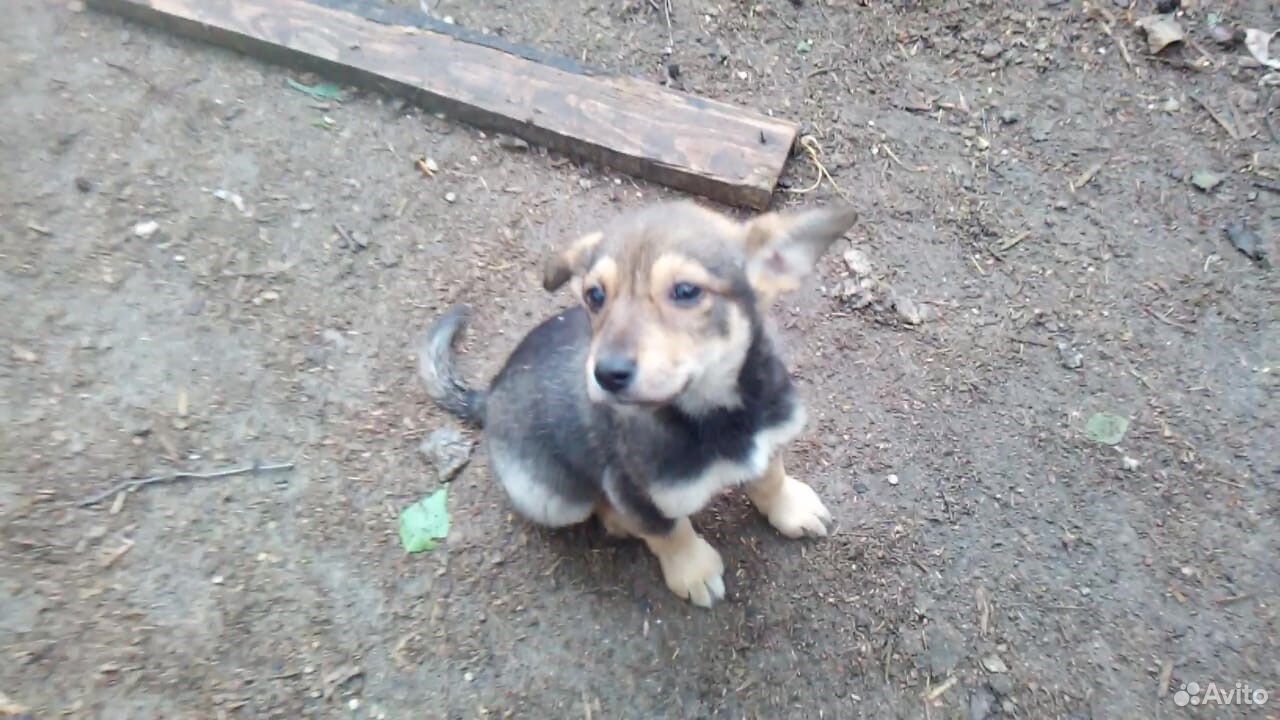 Отдадим бесплатно щенков из приюта купить на Зозу.ру - фотография № 2