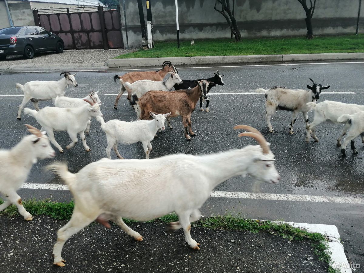 Купить козу ставропольский