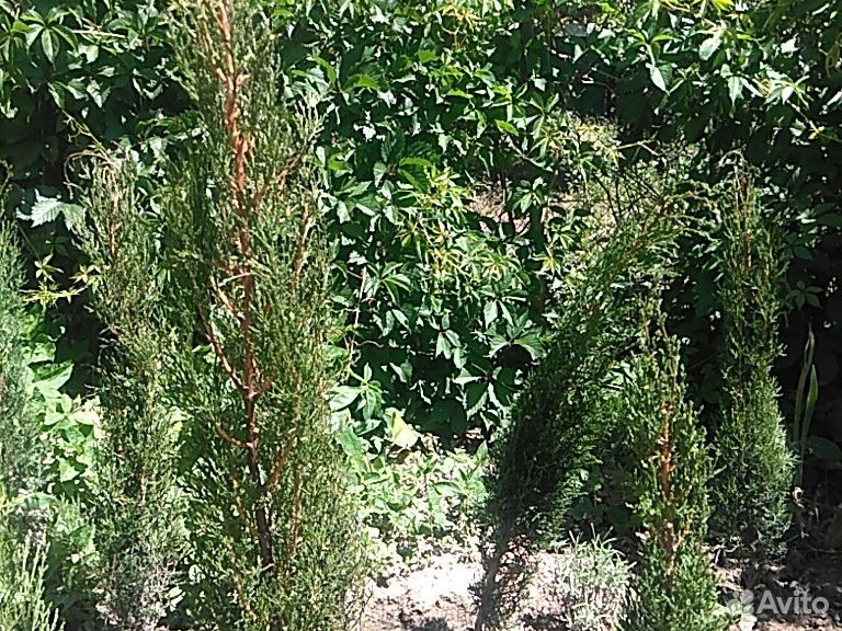 Кипарис, веерные пальмы, самшит купить на Зозу.ру - фотография № 1
