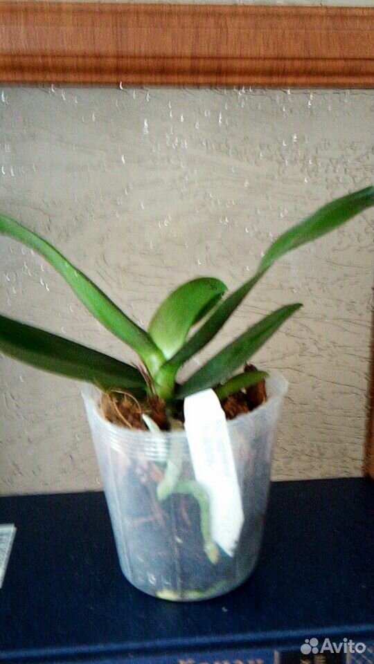 Орхидея фаленопсис Tyng Shin Smart купить на Зозу.ру - фотография № 3