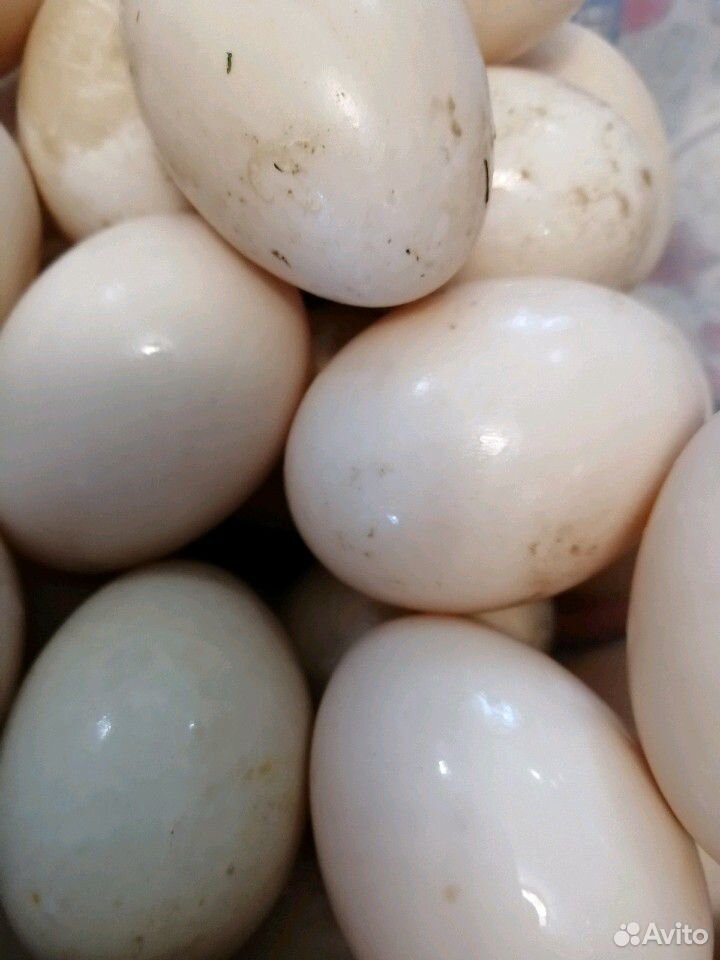 Яйцо для инкубатора канадской утки купить на Зозу.ру - фотография № 3