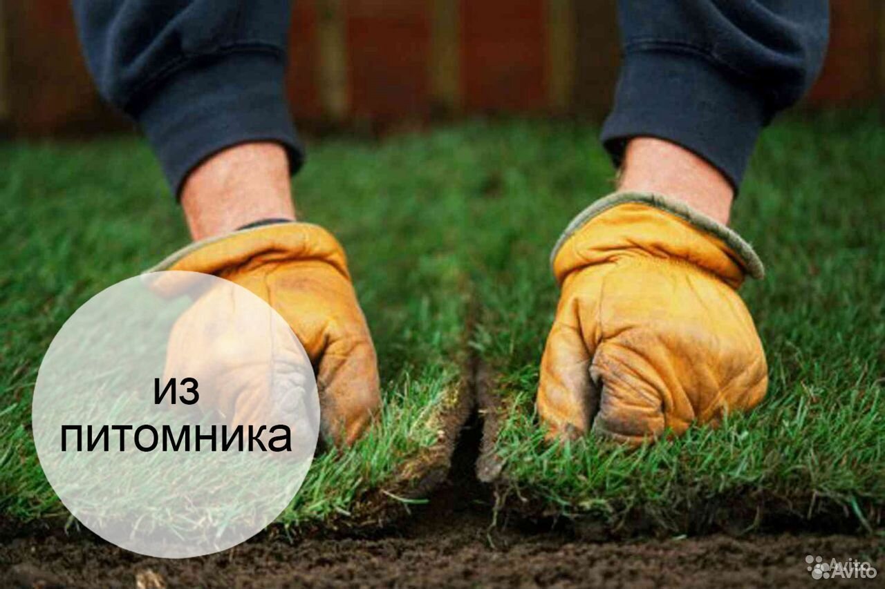 Эконом рулонный газон мелкий опт мо купить на Зозу.ру - фотография № 1