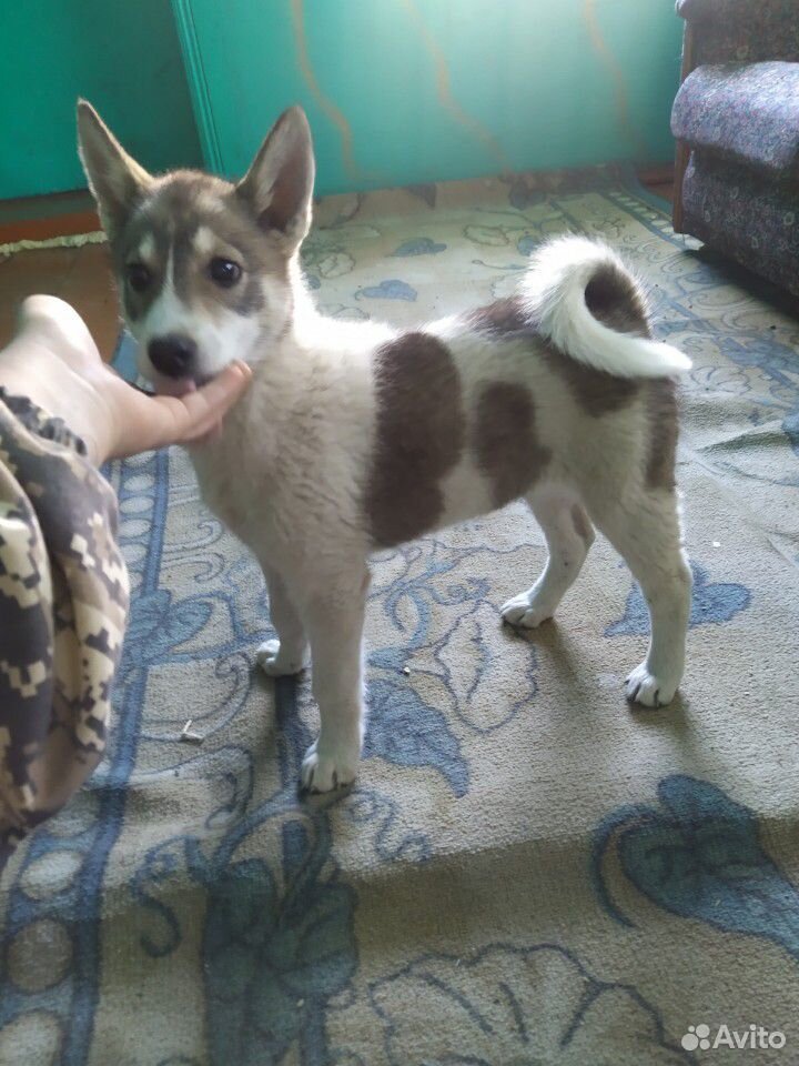 Продам щенка Западно-Сибирской лайки купить на Зозу.ру - фотография № 1