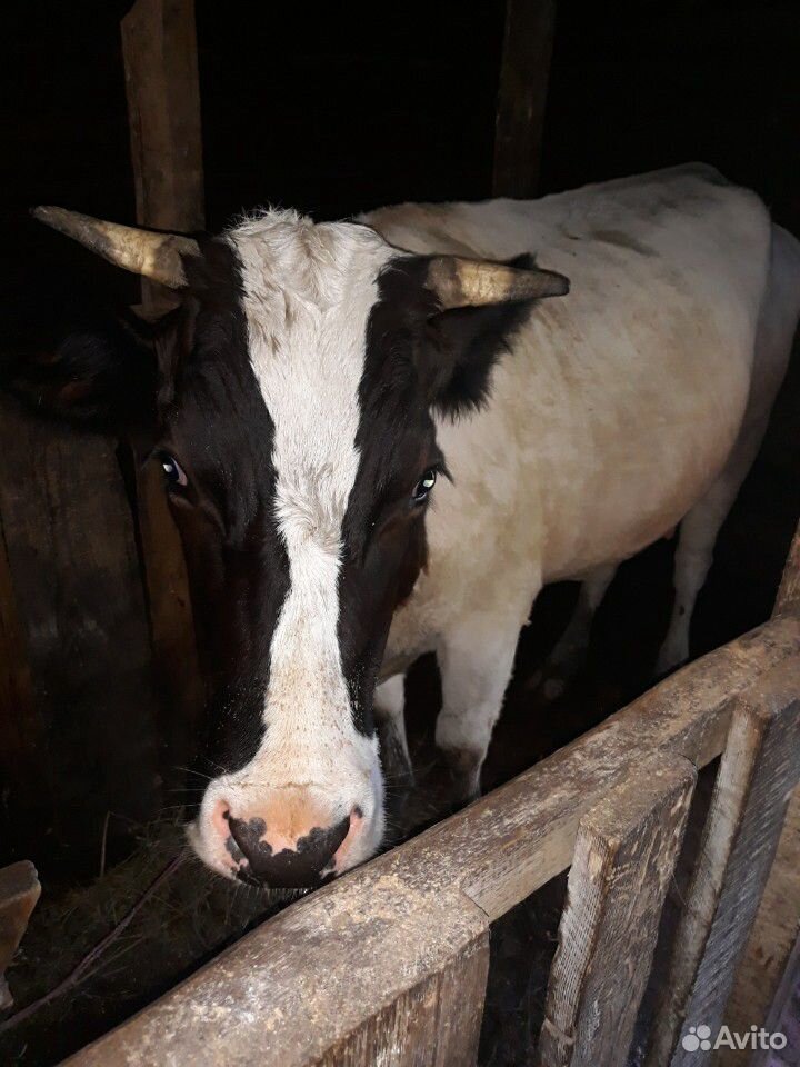Продам корову, телку купить на Зозу.ру - фотография № 2