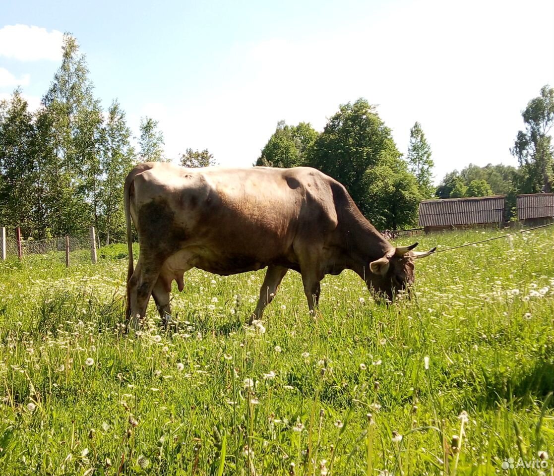 Корова породы Швиц купить на Зозу.ру - фотография № 2