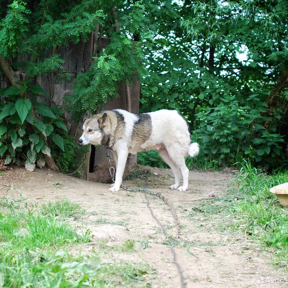 Собака ищет дом купить на Зозу.ру - фотография № 4