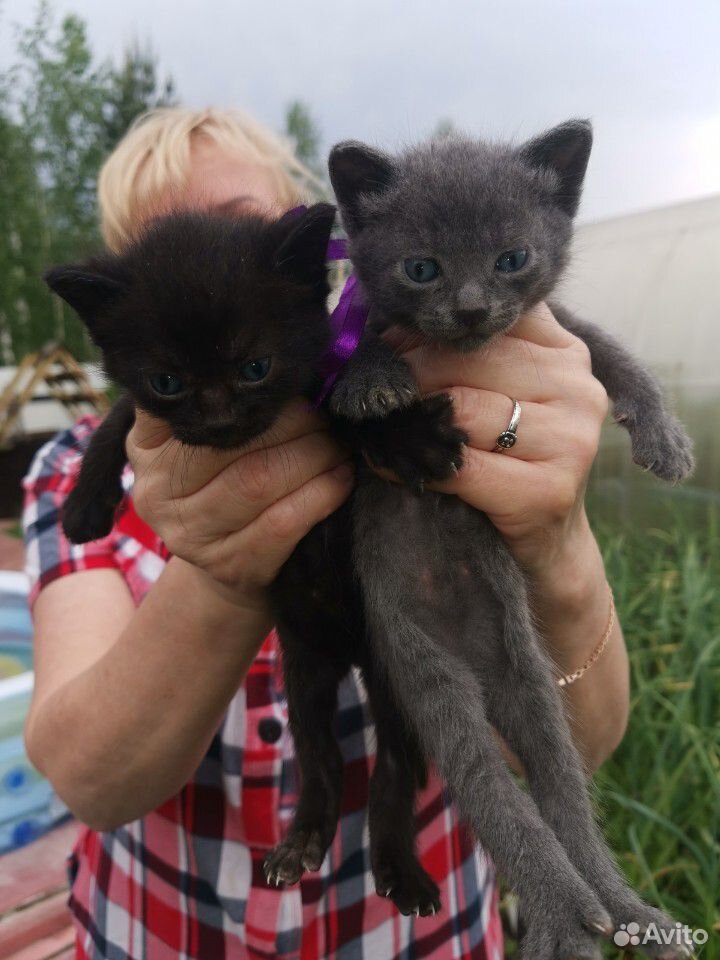 Красивые котятки ищут дом купить на Зозу.ру - фотография № 2