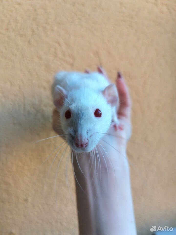 Крысы купить на Зозу.ру - фотография № 2
