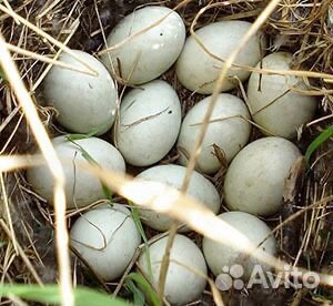 Инкубационное яйцо утки купить на Зозу.ру - фотография № 1
