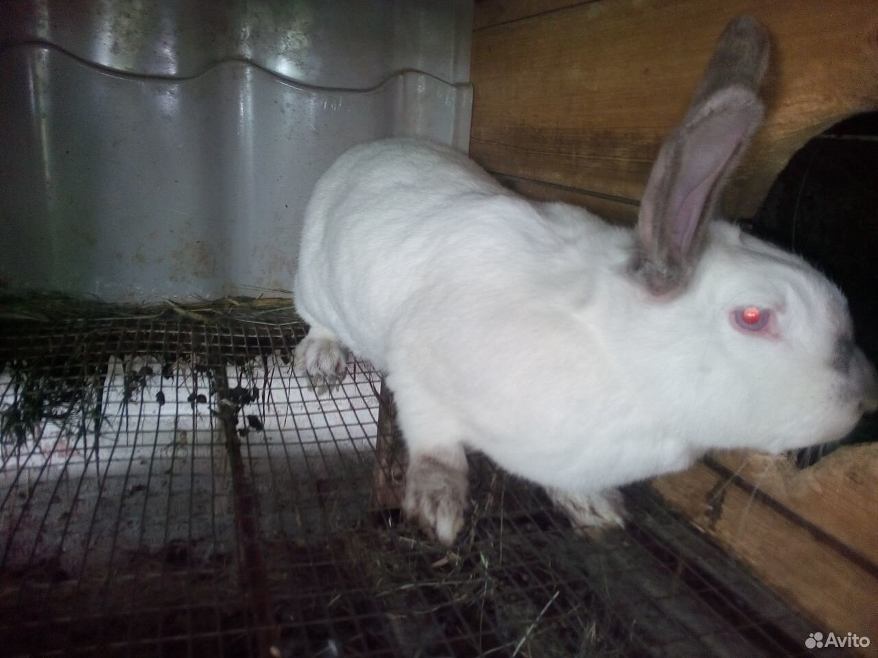 Кролики тушки, живым весом купить на Зозу.ру - фотография № 1