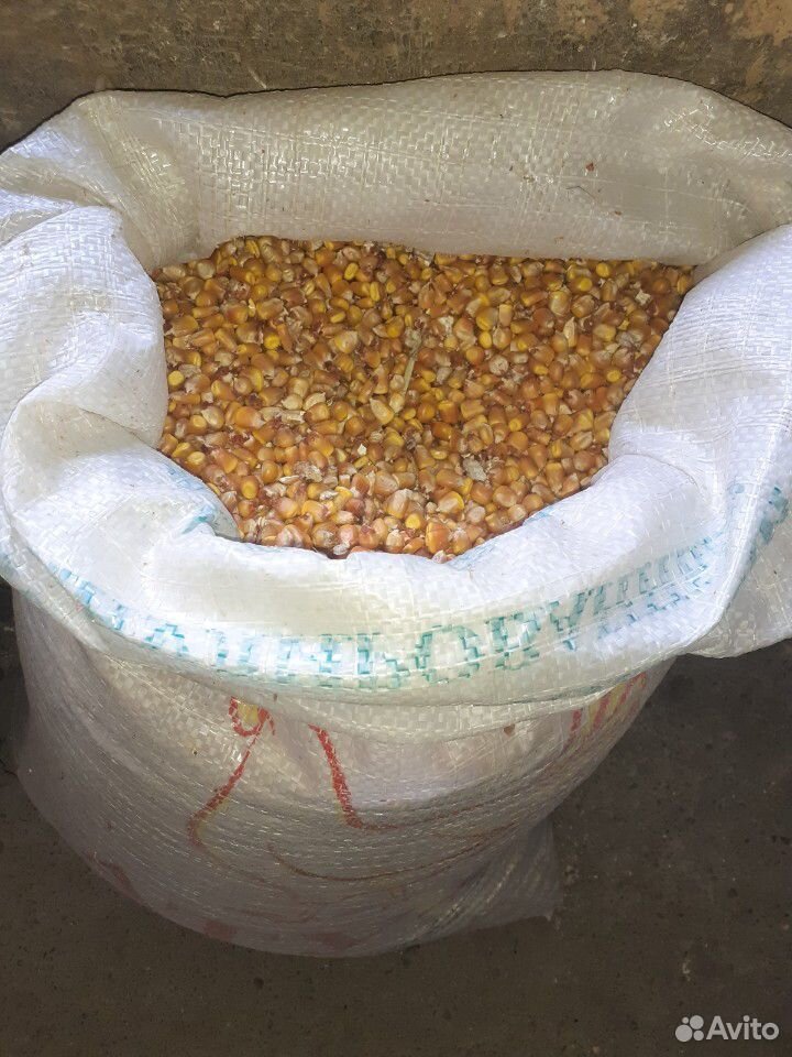 мешок с зерном. кукуруза мешок 40 кг. кукуруза кормовая дробленая мешок. кормовая кукуруза. кукуруза мешок 40 кг.