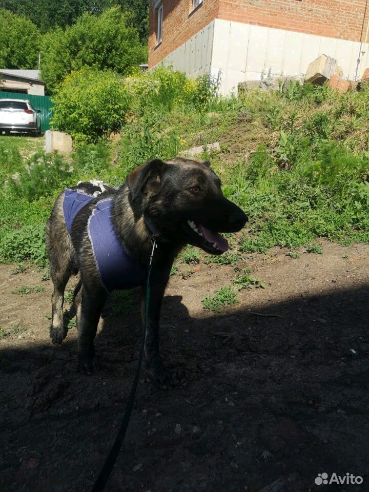 Молодая собачка в надежные руки купить на Зозу.ру - фотография № 6
