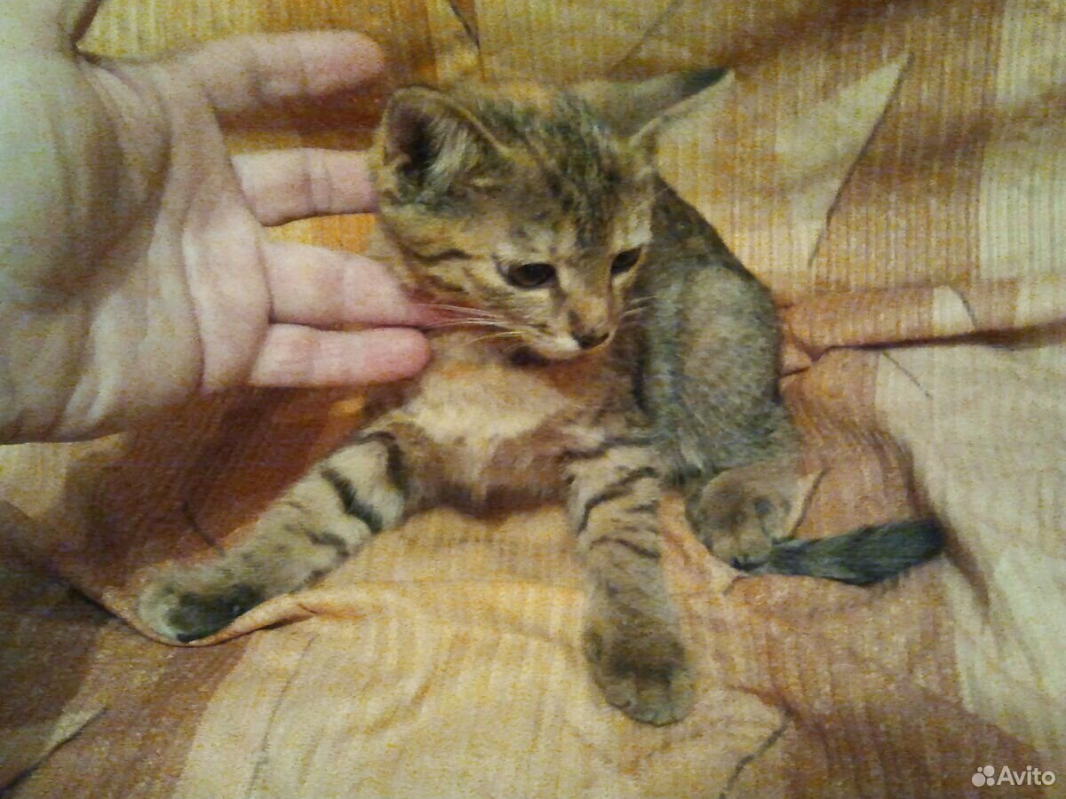 Котёнок в добрые руки самочка купить на Зозу.ру - фотография № 4