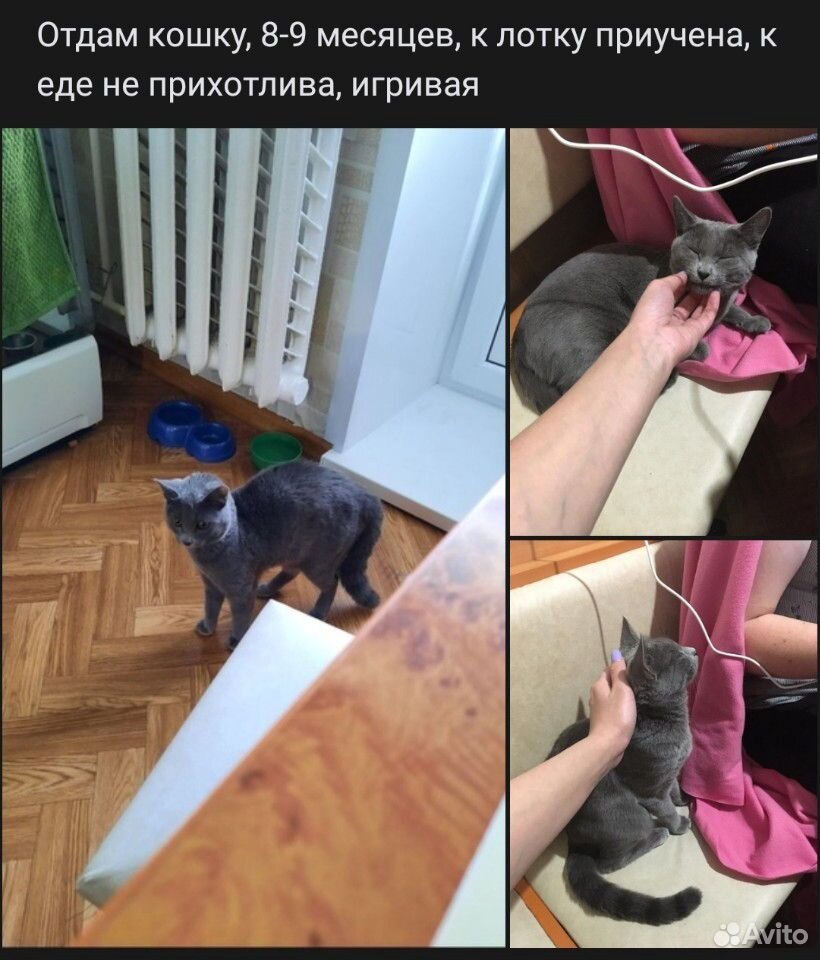 Отдам кошку в добрые руки купить на Зозу.ру - фотография № 1