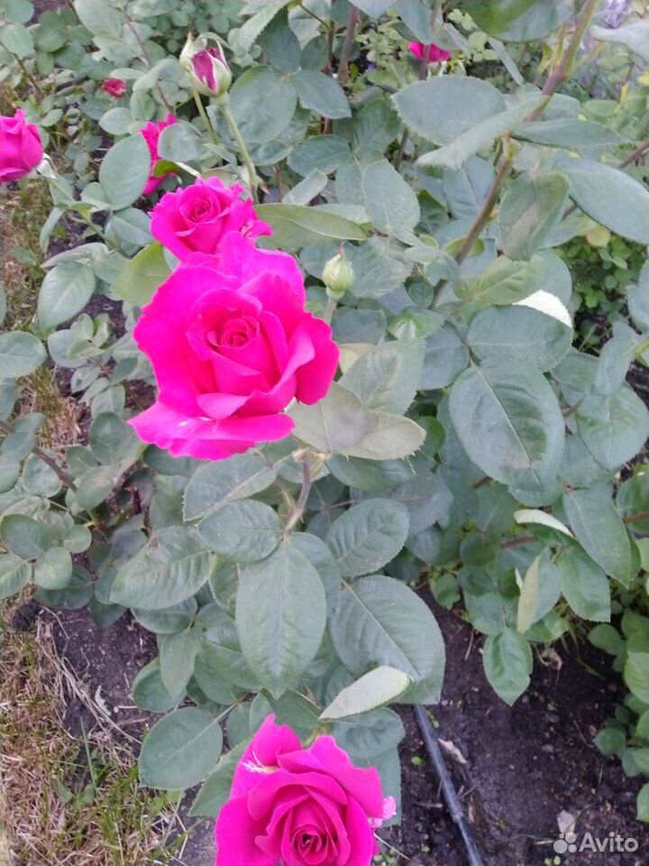 Розы кустовые купить на Зозу.ру - фотография № 7