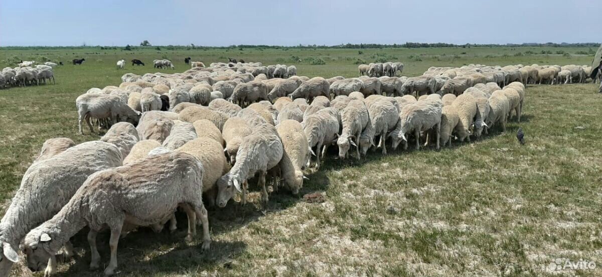 Овцы с зимними ягнятами купить на Зозу.ру - фотография № 4