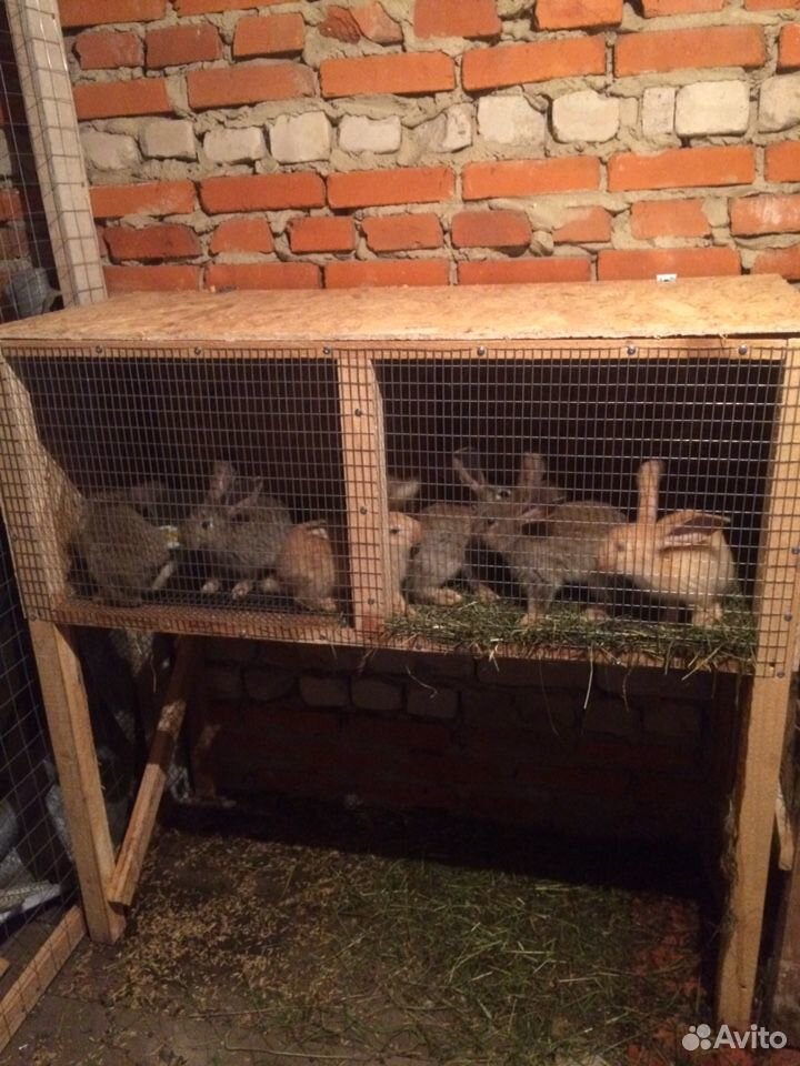 Клетки для кроликов купить на Зозу.ру - фотография № 1