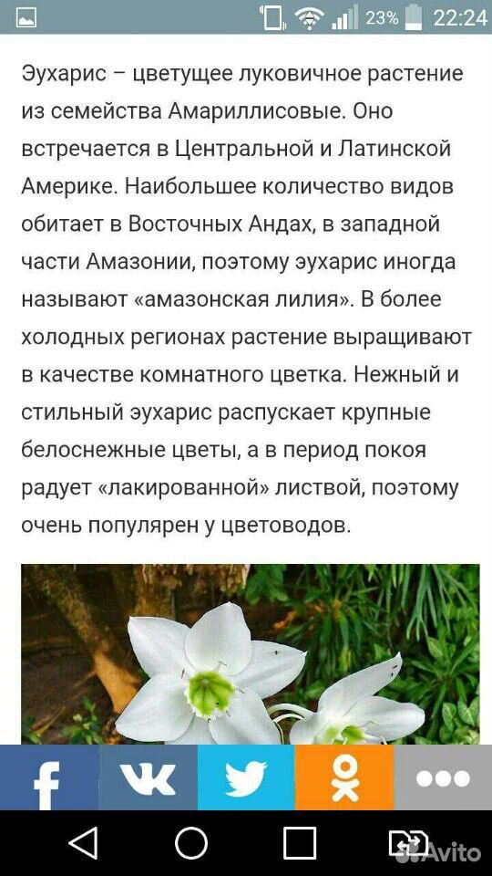 Эухарис(Амазонская лилия) купить на Зозу.ру - фотография № 4