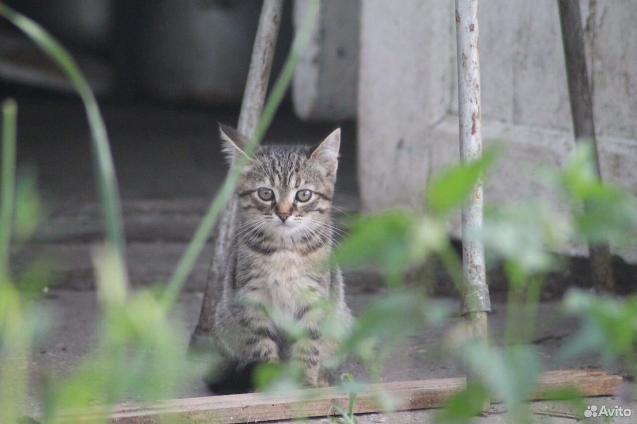 Котята (Кошка и кот) купить на Зозу.ру - фотография № 2