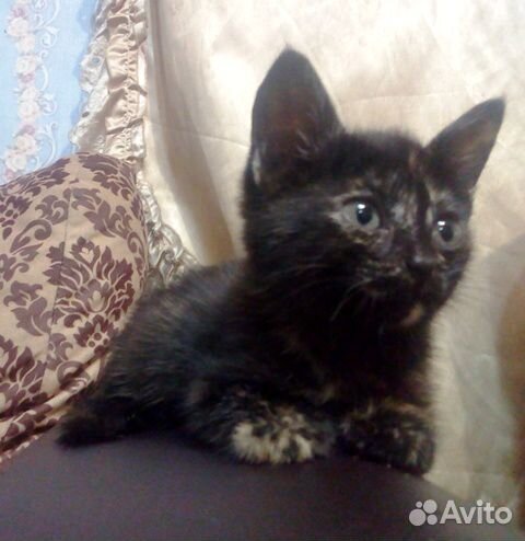 Котёнок (девочка) купить на Зозу.ру - фотография № 3