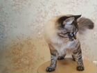 Вязка с котом (только невские) объявление продам
