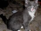 Продам породистых котят турецкая ангора объявление продам